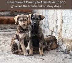 Prevention of Cruelty to Animals Act, 1960 governs the treatment of stray dogs